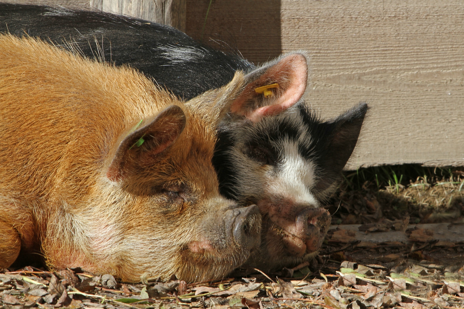 Kuscheltime