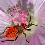 Kuscheltime mit Blümchen