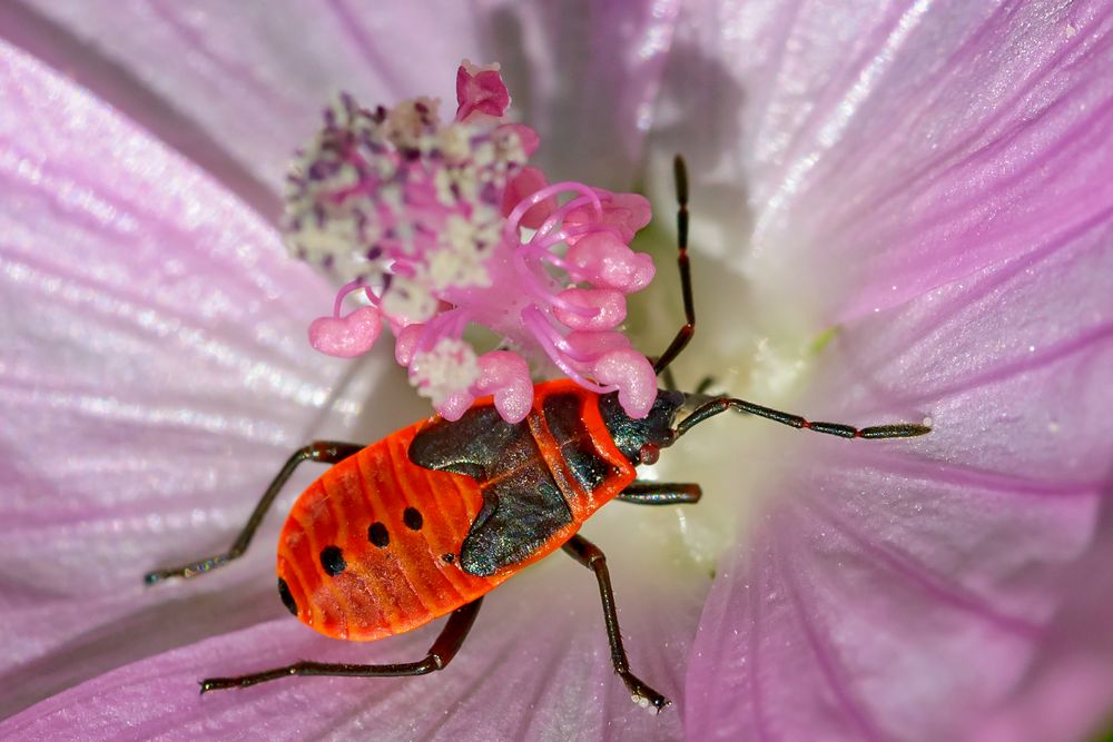 Kuscheltime mit Blümchen