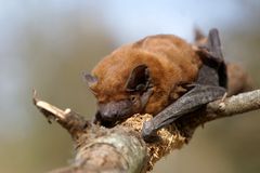 Kuschelvampir?  Großer Abendsegler (Nyctalus noctula)