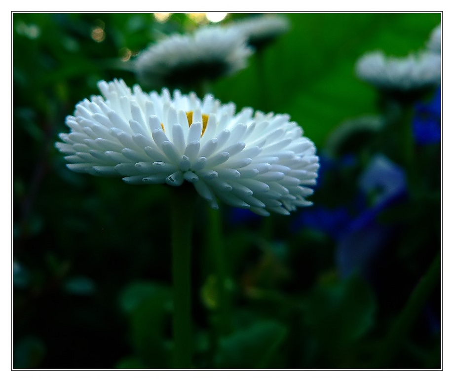 Kuschelweisses Blümchen