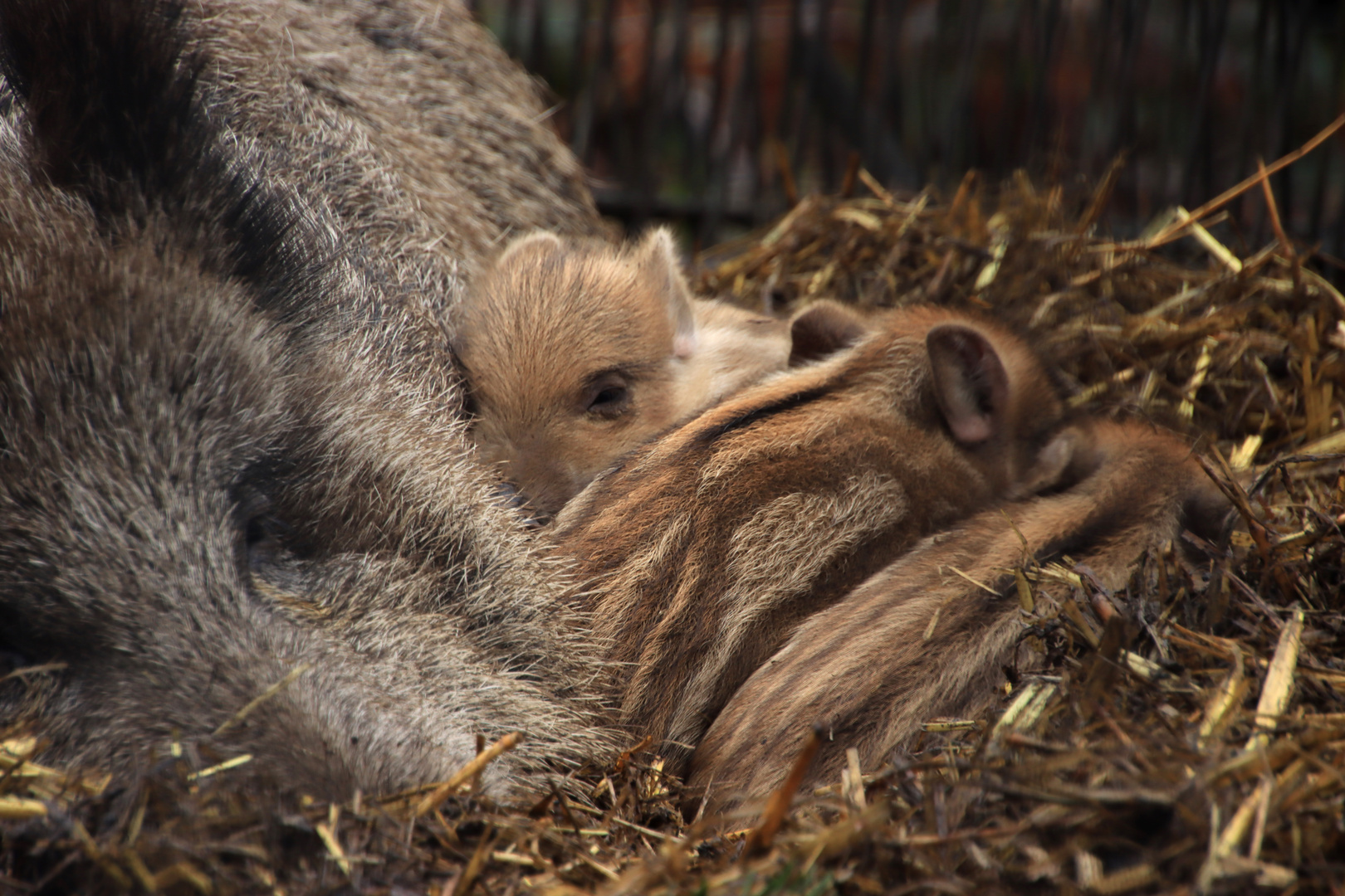 Kuschelwetter