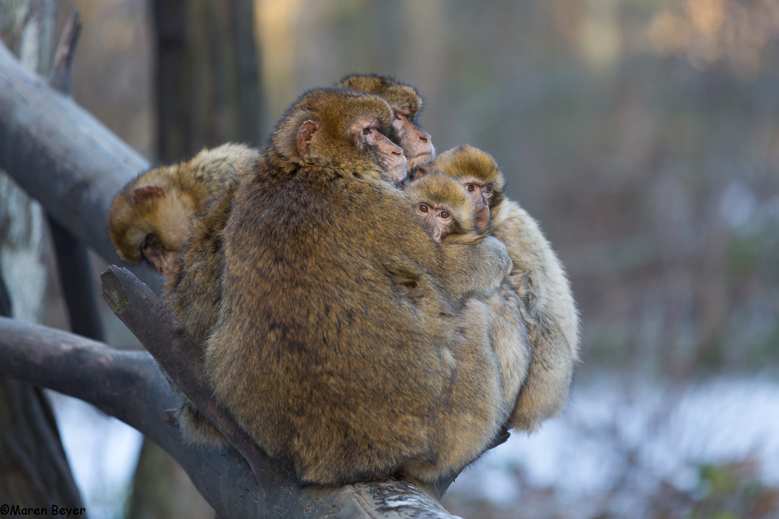 Kuschelzeit