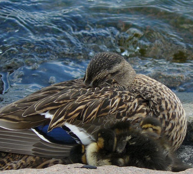 Kuschelzeit