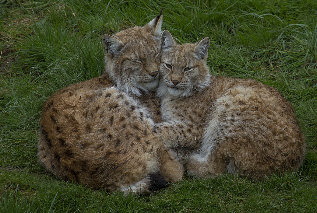 Kuschelzeit