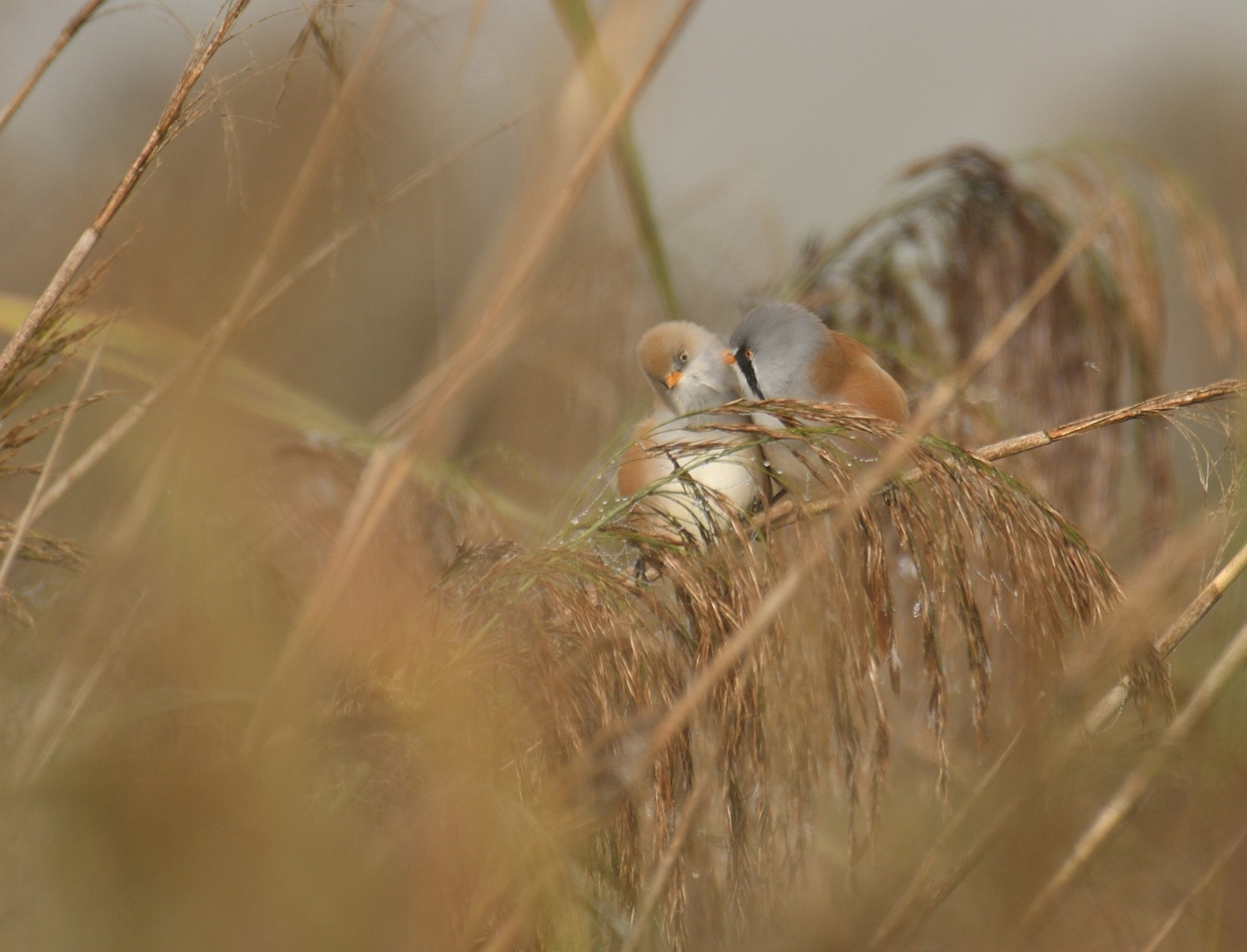 Kuschelzeit