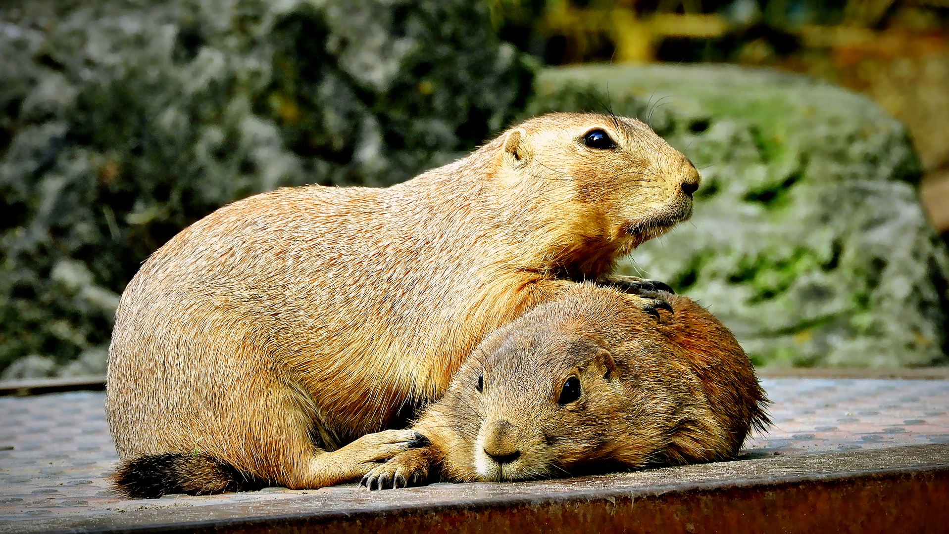 Kuschelzeit