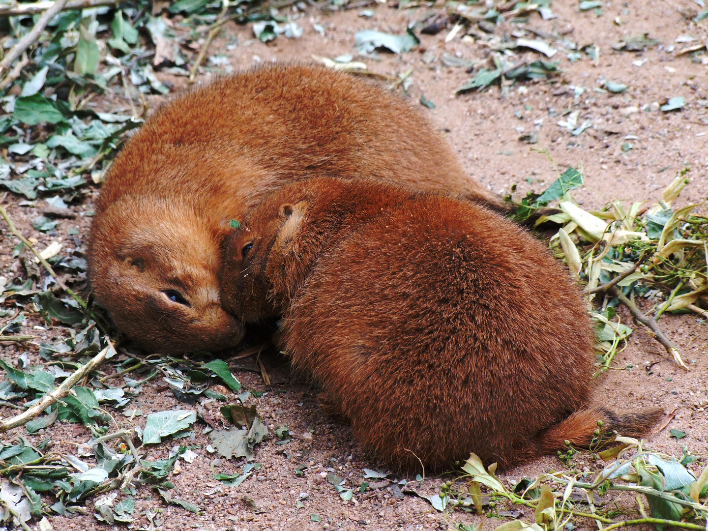 Kuschelzeit