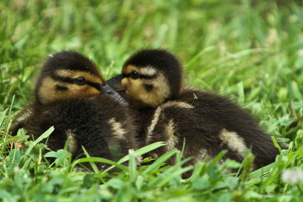 Kuschelzeit