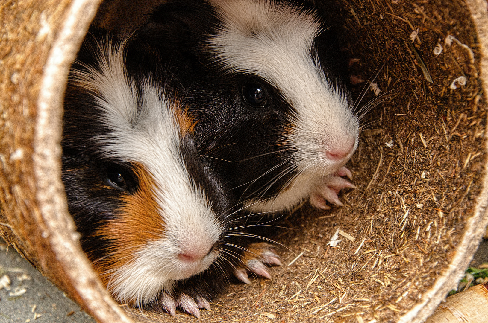 Kuschelzeit bei dem Schmuddelwetter