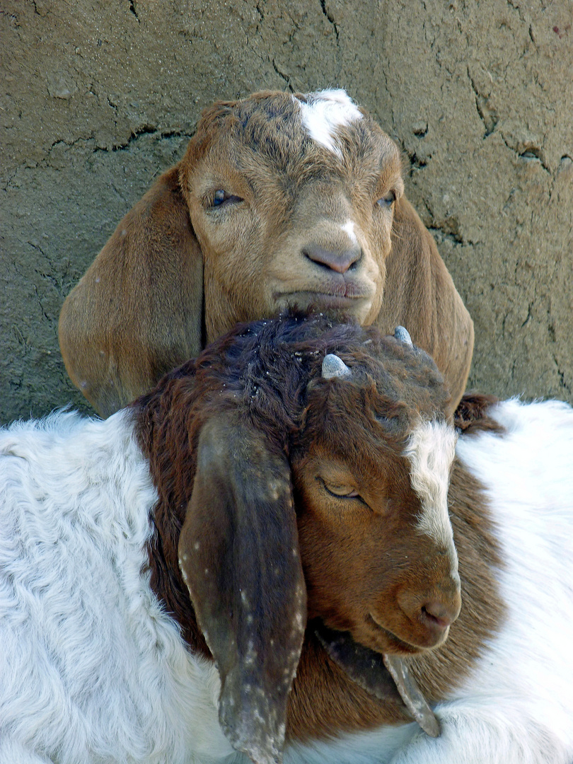 Kuschelzeit