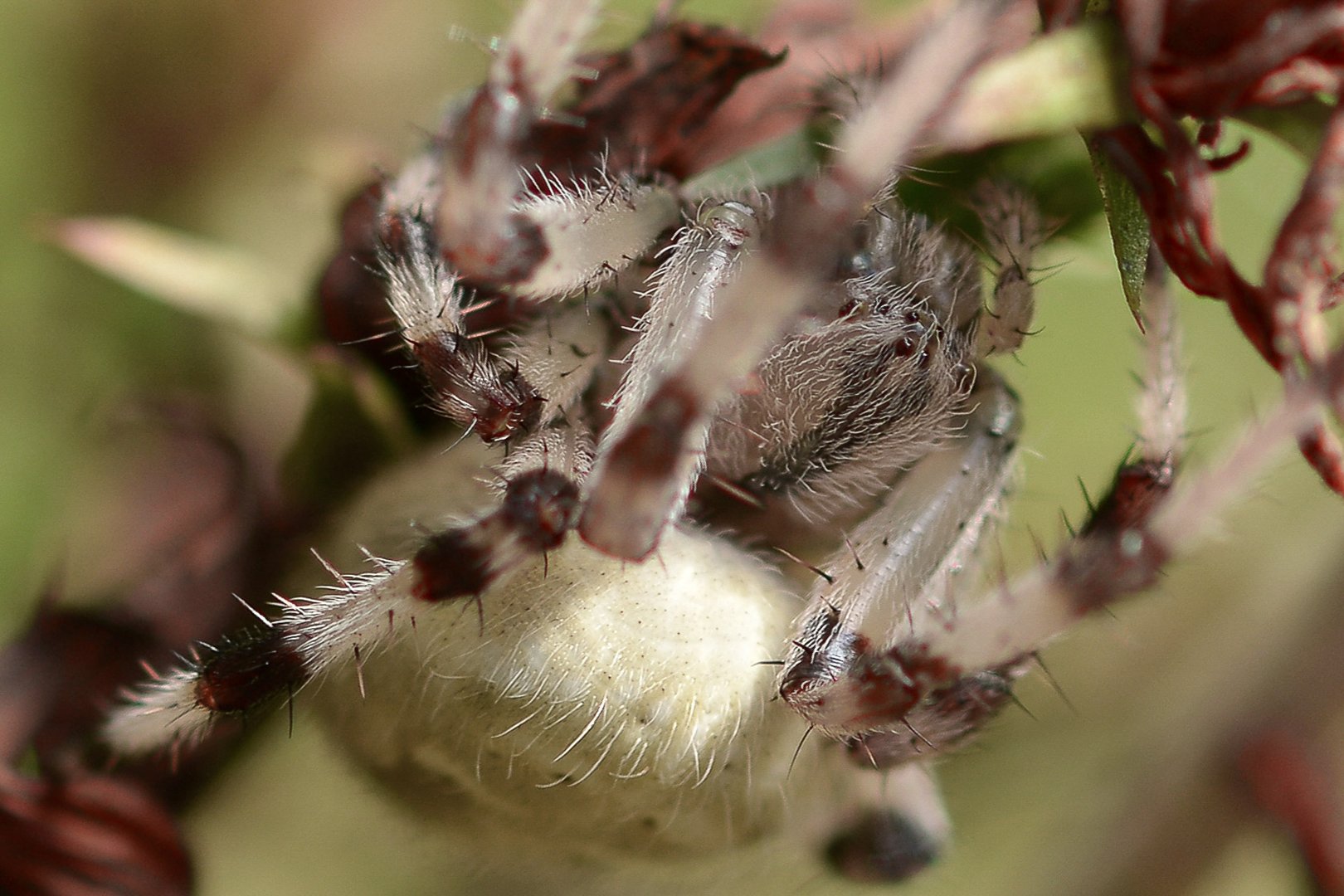 Kuschlig, niedlich ... Spinne :-)