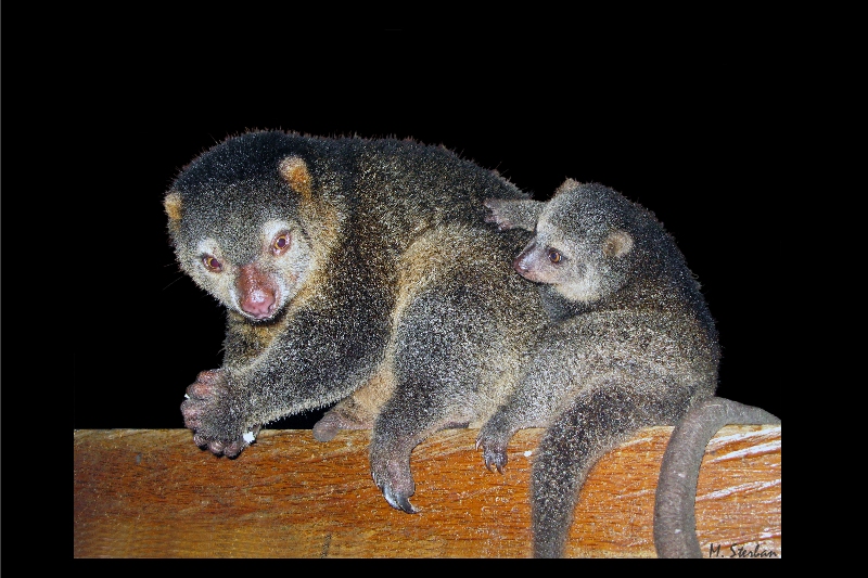 Kuskus Foto & Bild tiere, wildlife, wildlife sonstige tiere Bilder