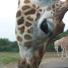 Kuss der Giraffe