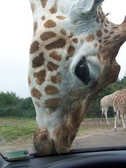 Kuss der Giraffe