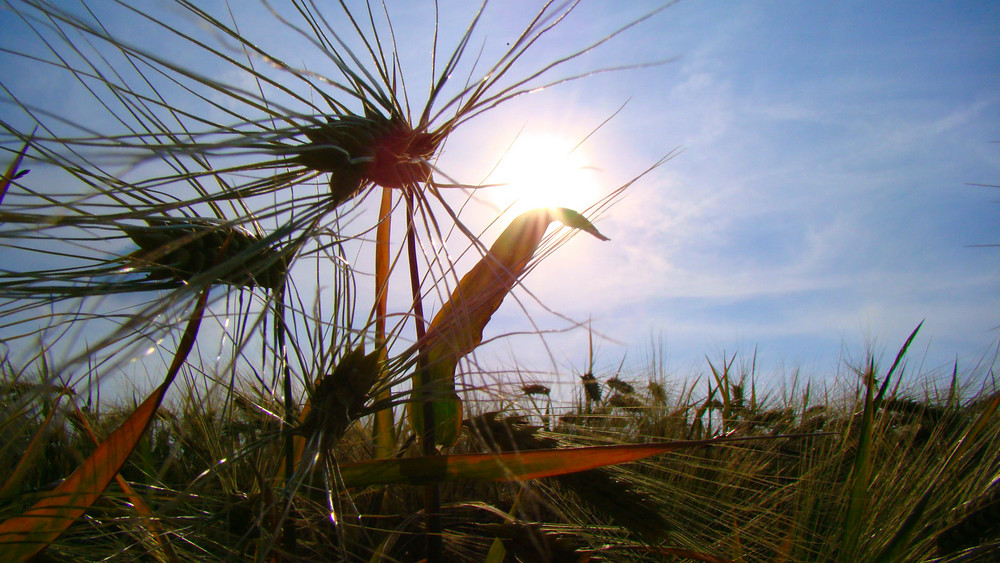 kuss der sonne