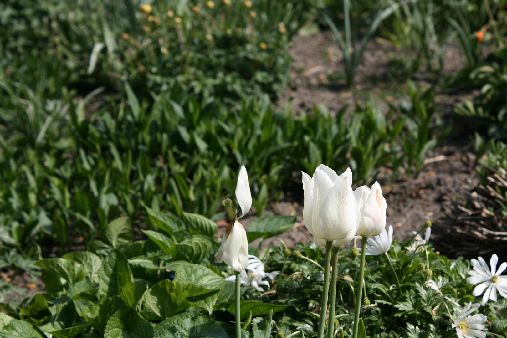 Kuss des Frühlings