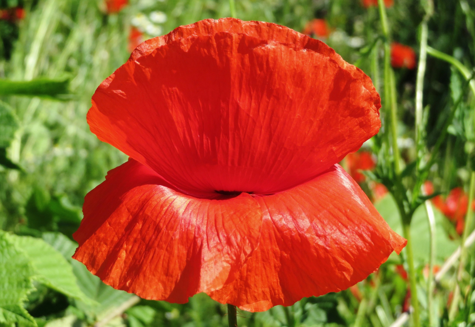 "Kuss"- Mohn