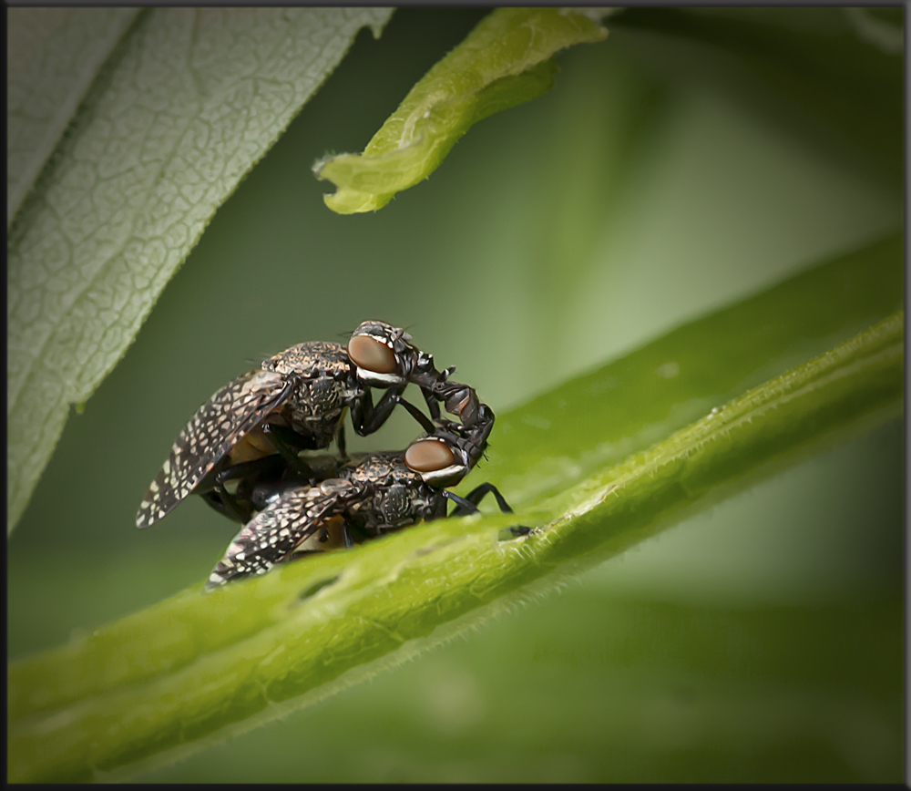 Kussfliegen, Platystoma seminationis