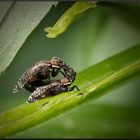 Kussfliegen, Platystoma seminationis