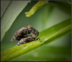 Kussfliegen, Platystoma seminationis