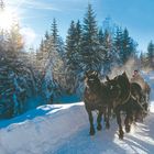 Kutschenfahrt im Winter