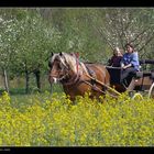 Kutschenfahrt in den Frühling.