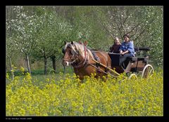 Kutschenfahrt in den Frühling.