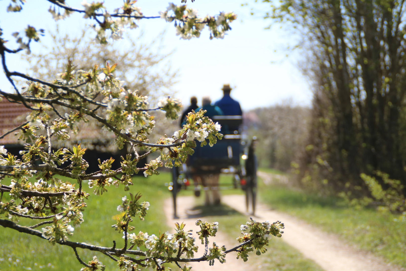 Kutschenfahrt in der Kirschblüte