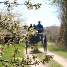 Kutschenfahrt in der Kirschblüte