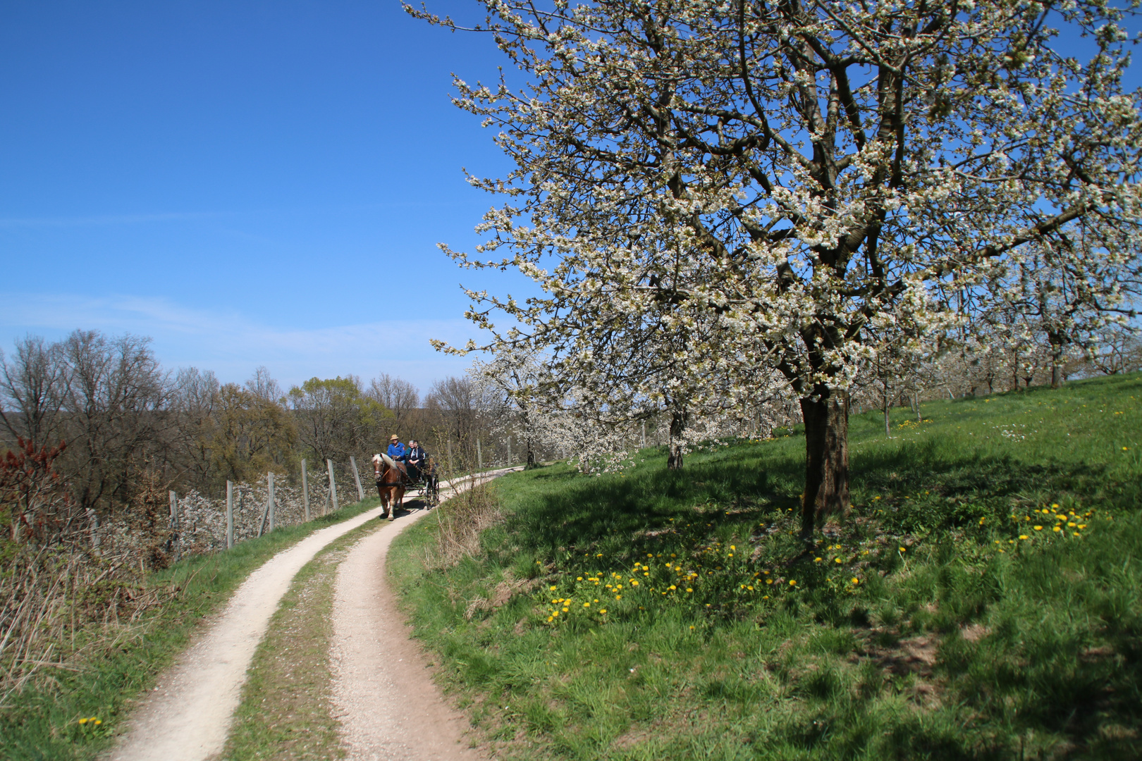 Kutschenfahrt in der Kirschblüte