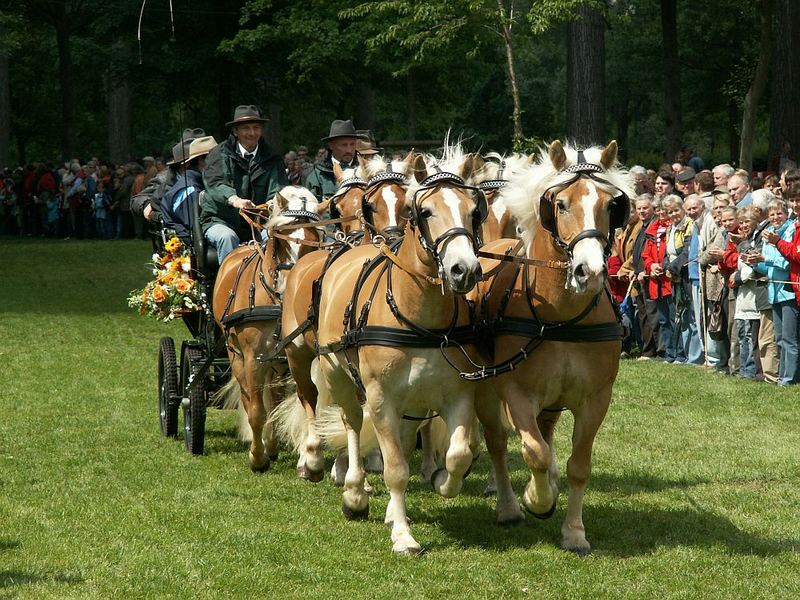 Kutschenwallfahrt Telgte 2007