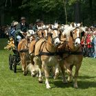 Kutschenwallfahrt Telgte 2007