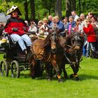 Kutschenwallfahrt Telgte 2012