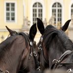 Kutscher-Durchblick 