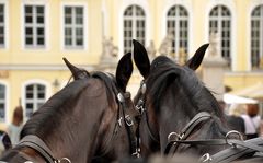 Kutscher-Durchblick 