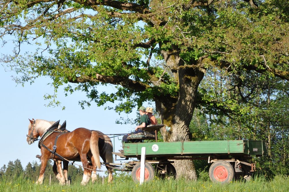 Kutschfahrt bei Alfdorf