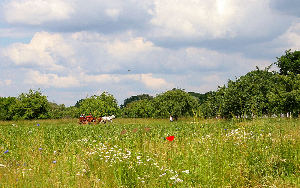 Kutschfahrt durch den Wörlitzer Park