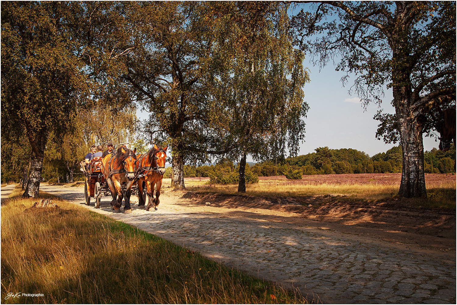 Kutschfahrt durch die Heide