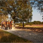 Kutschfahrt durch die Heide