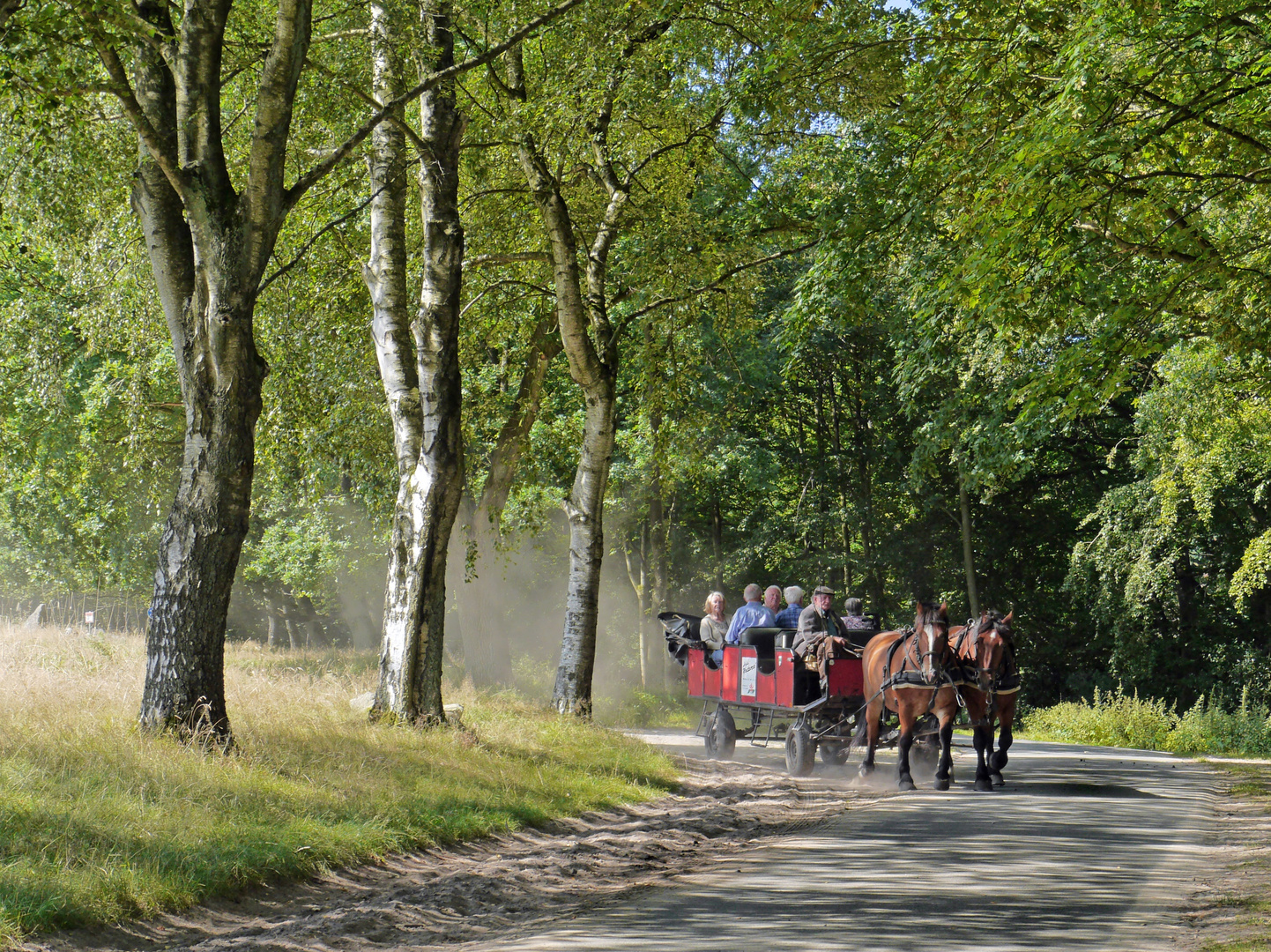 Kutschfahrt in der Lüneburger Heide