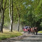 Kutschfahrt in der Lüneburger Heide