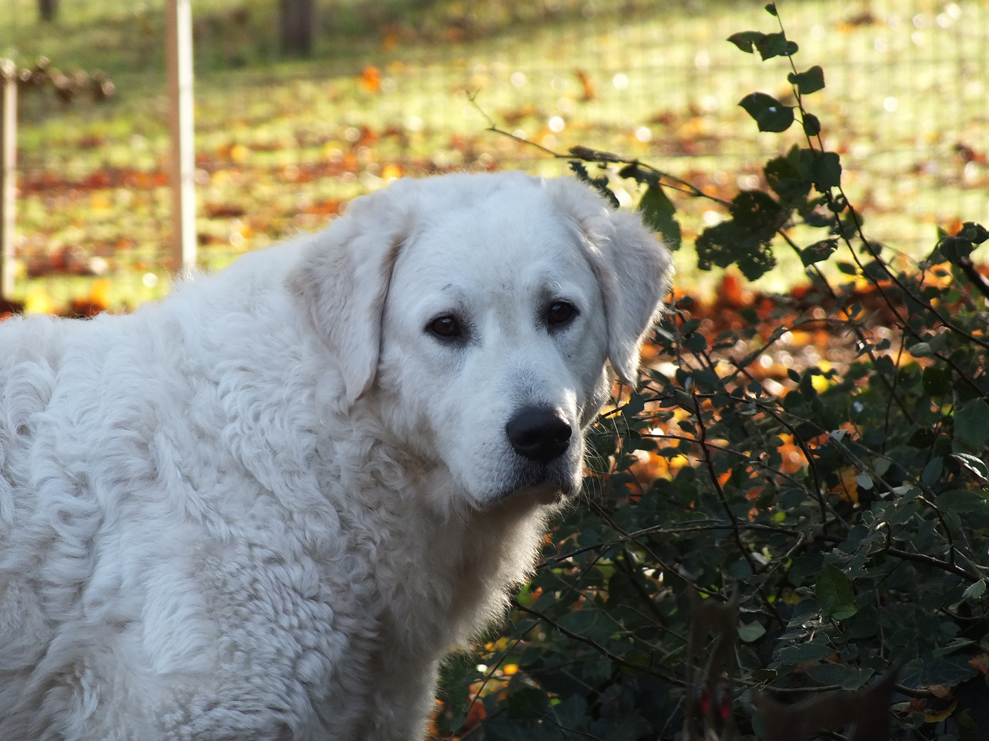 Kuvasz