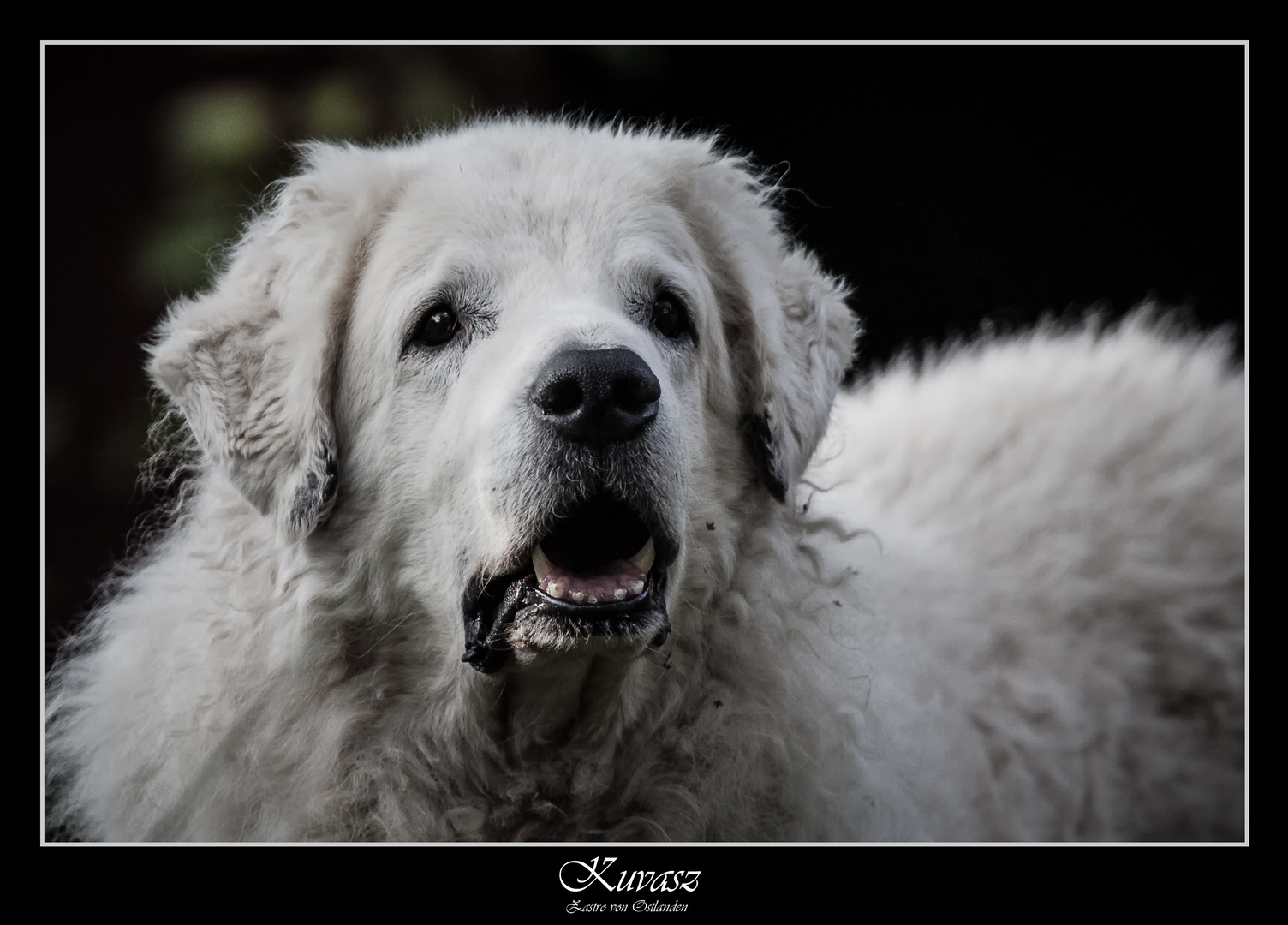 Kuvasz