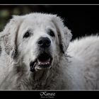 Kuvasz