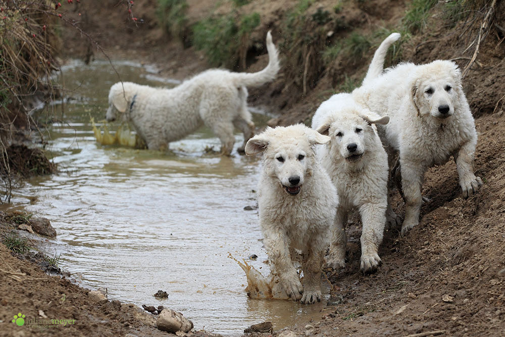 Kuvasz Invasion