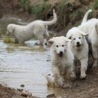 Kuvasz Invasion