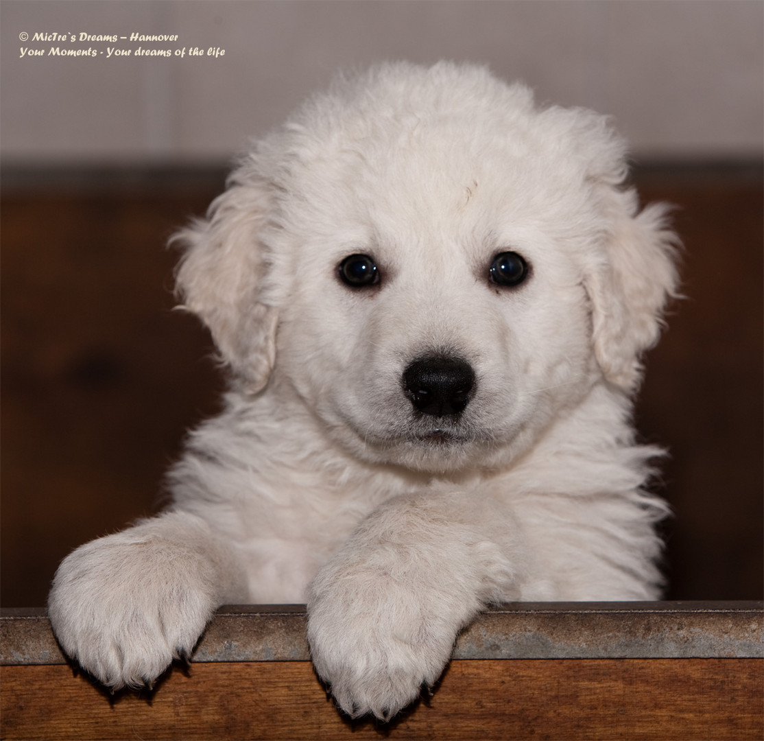 Kuvasz Welpe in der Wurfkiste