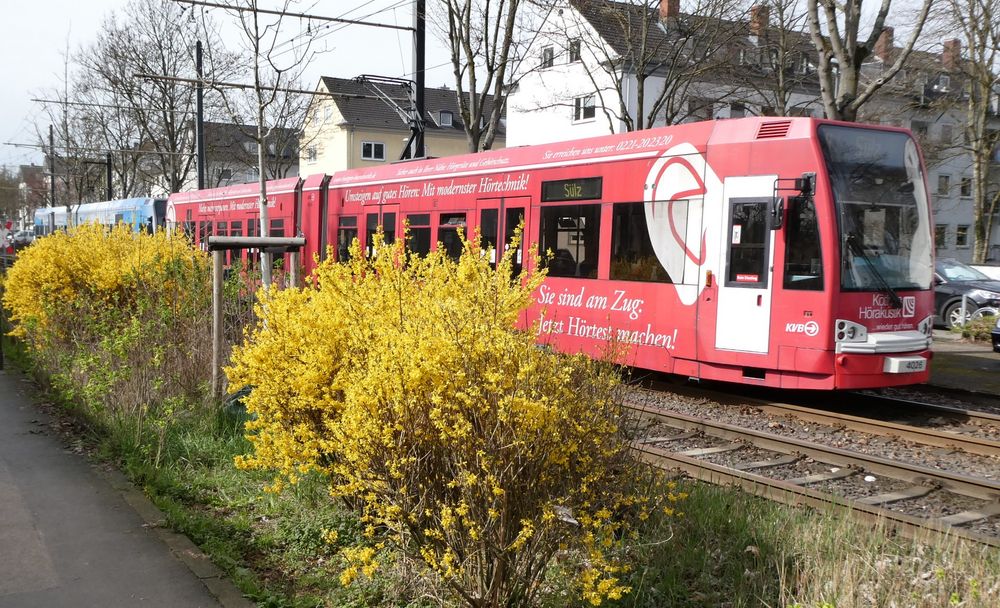 KVB im Frühling