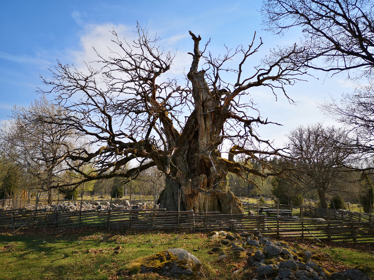 Kvilleken Eiche älteste und größter Baum Schwedens